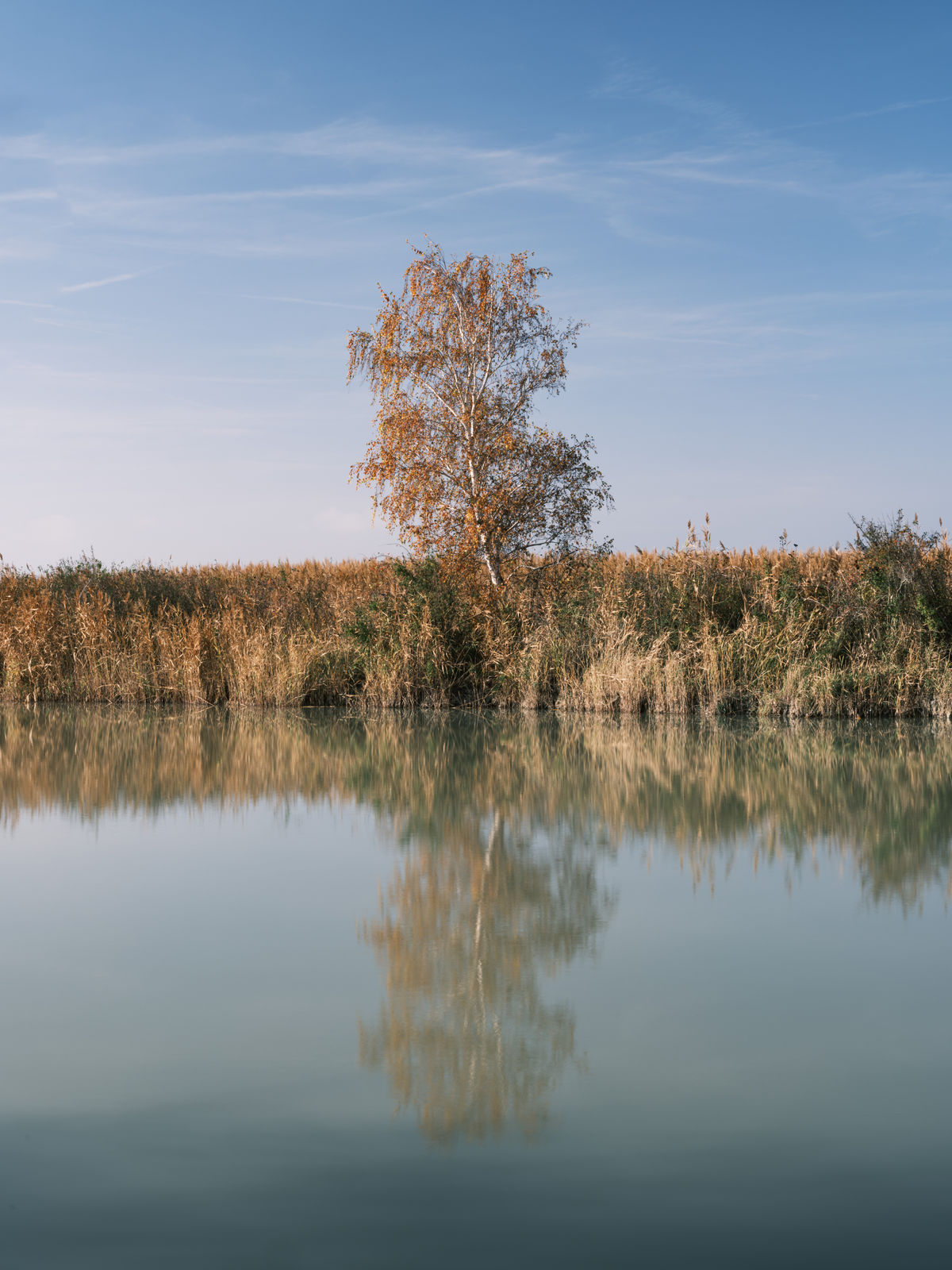 Baum und Spiegelung im stillen Wasser
