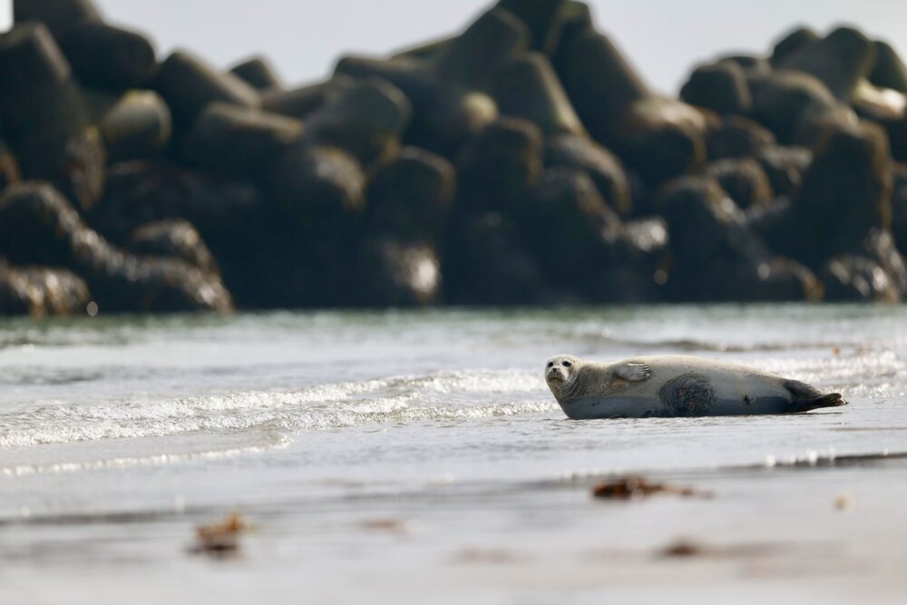 Robbe am Strand von Helgoland