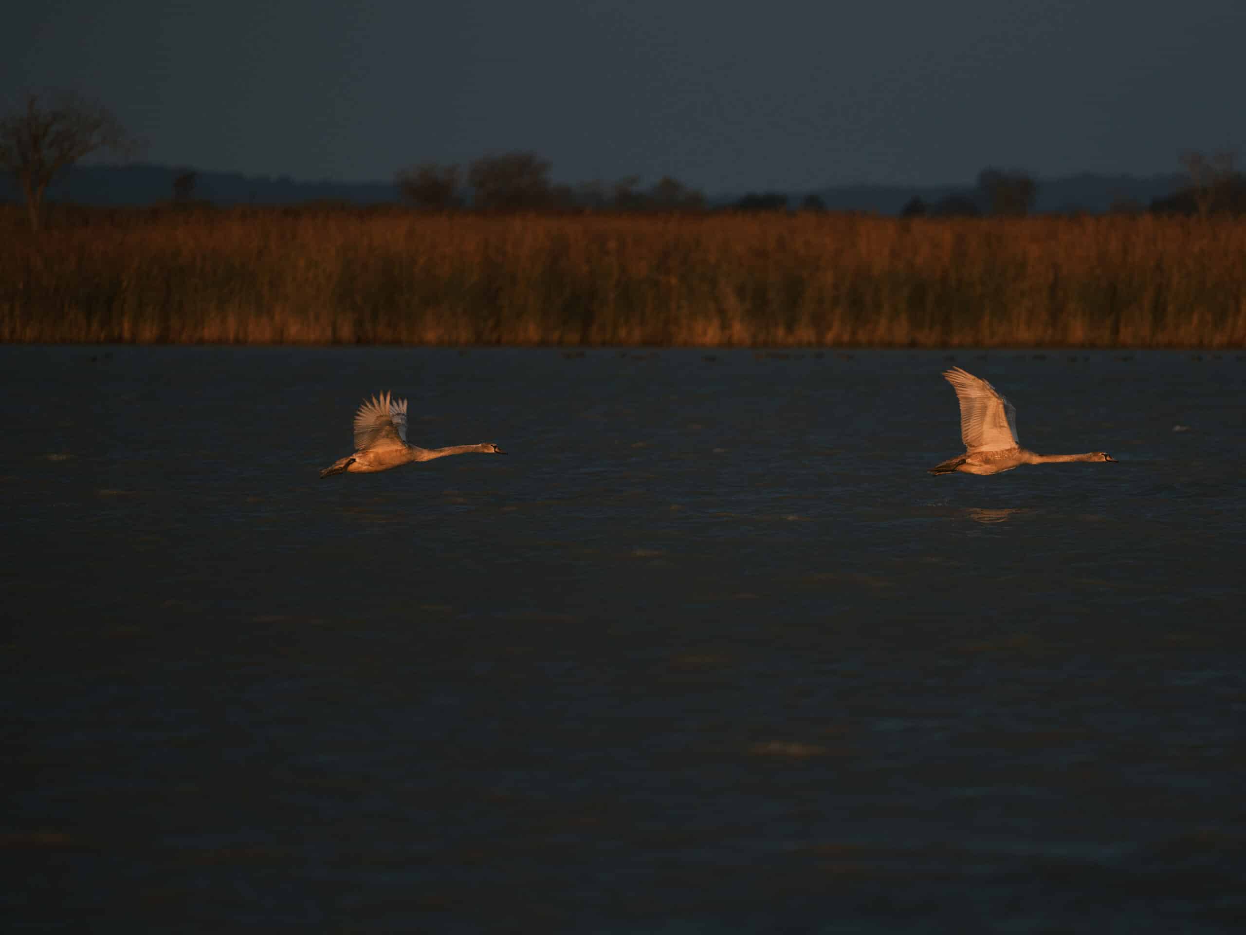 Zwei Schwäne im Abendlicht über dem Wasser