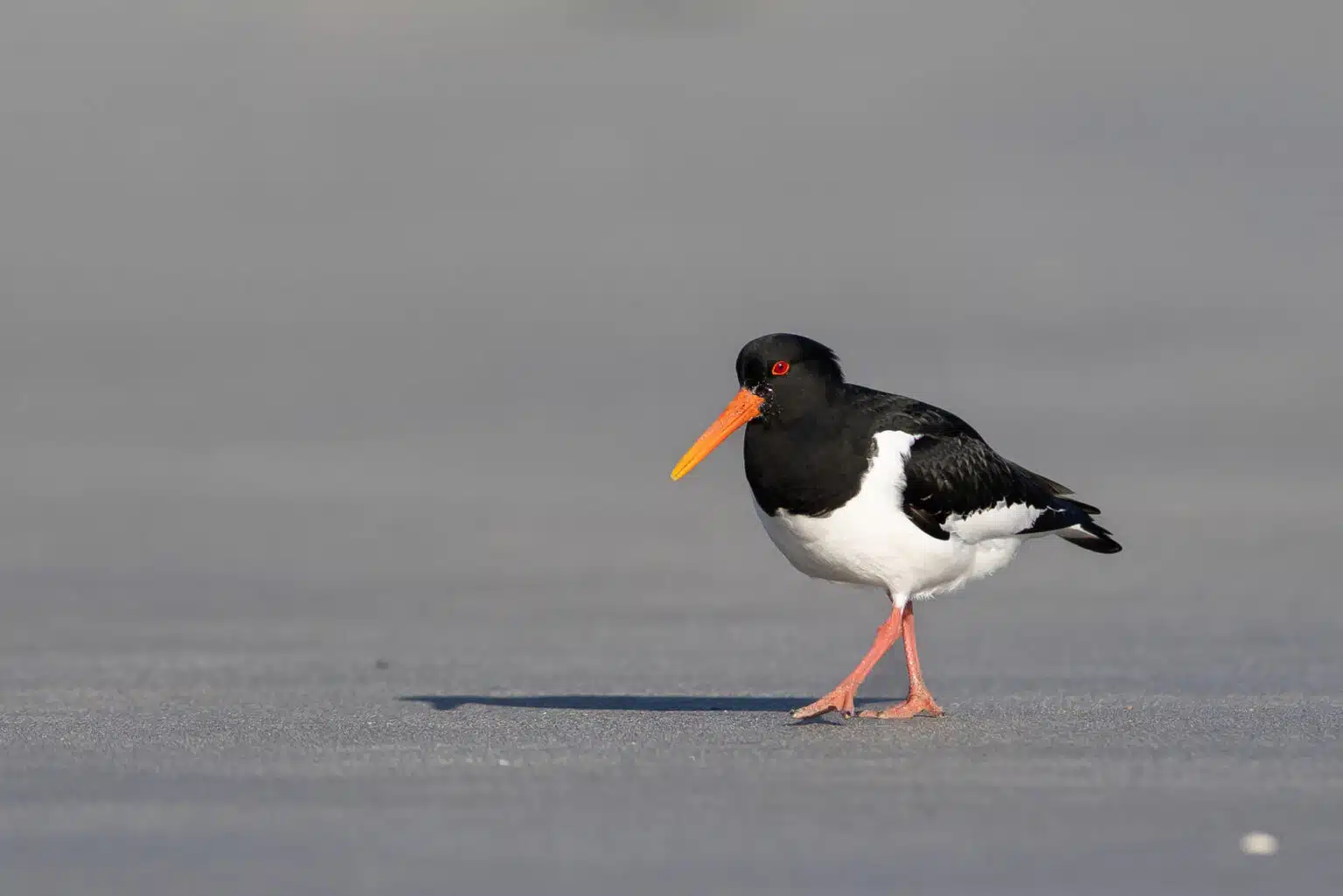 austernfischer_portrait_1