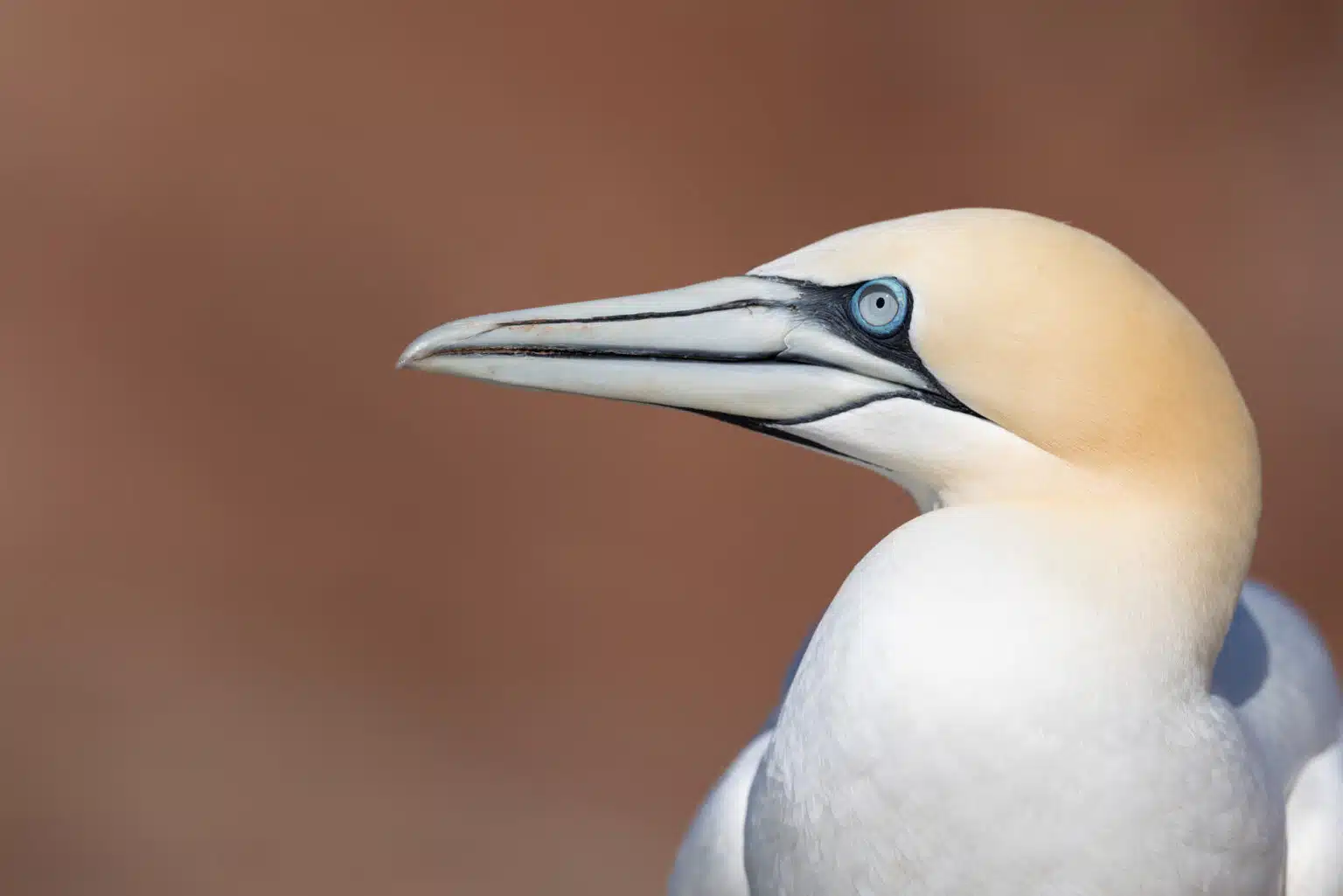 basstölpel_portrait_2
