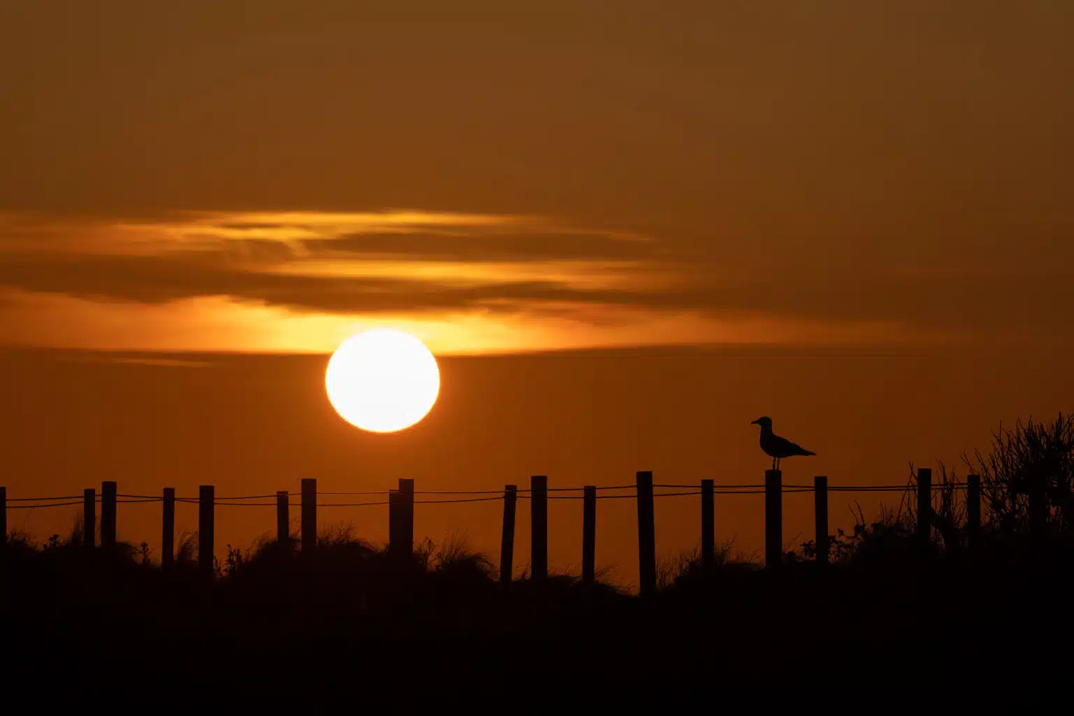 großmöwe_gegenlicht sonnenuntergang_2