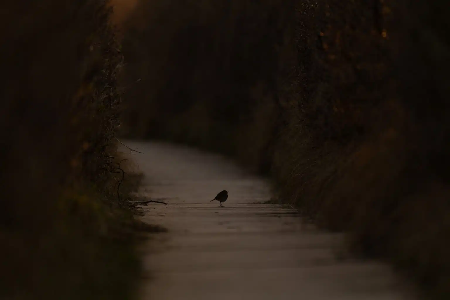 rotkehlchen_gegenlicht abend
