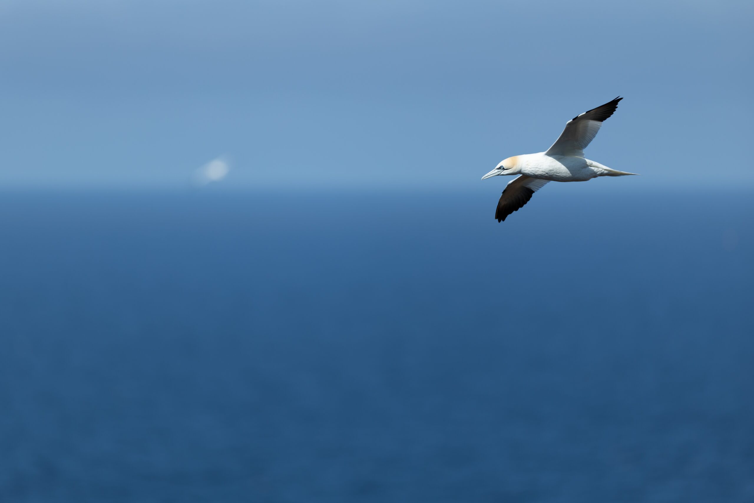 Basstölpel im Flug