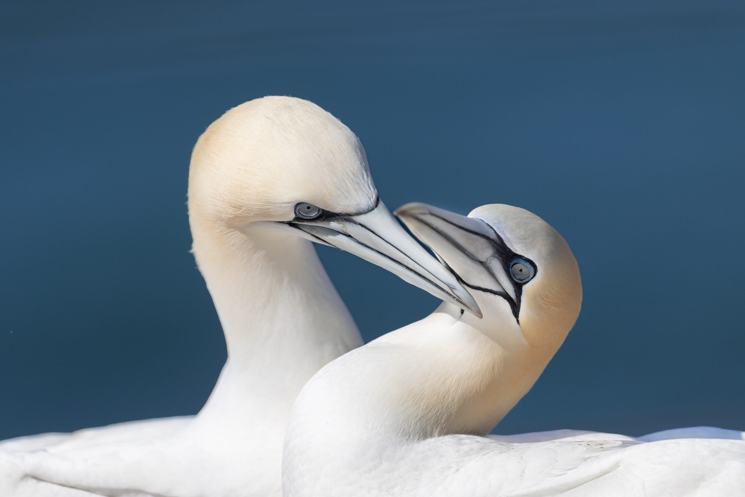 Birds, Wildlife Naturfotografie
