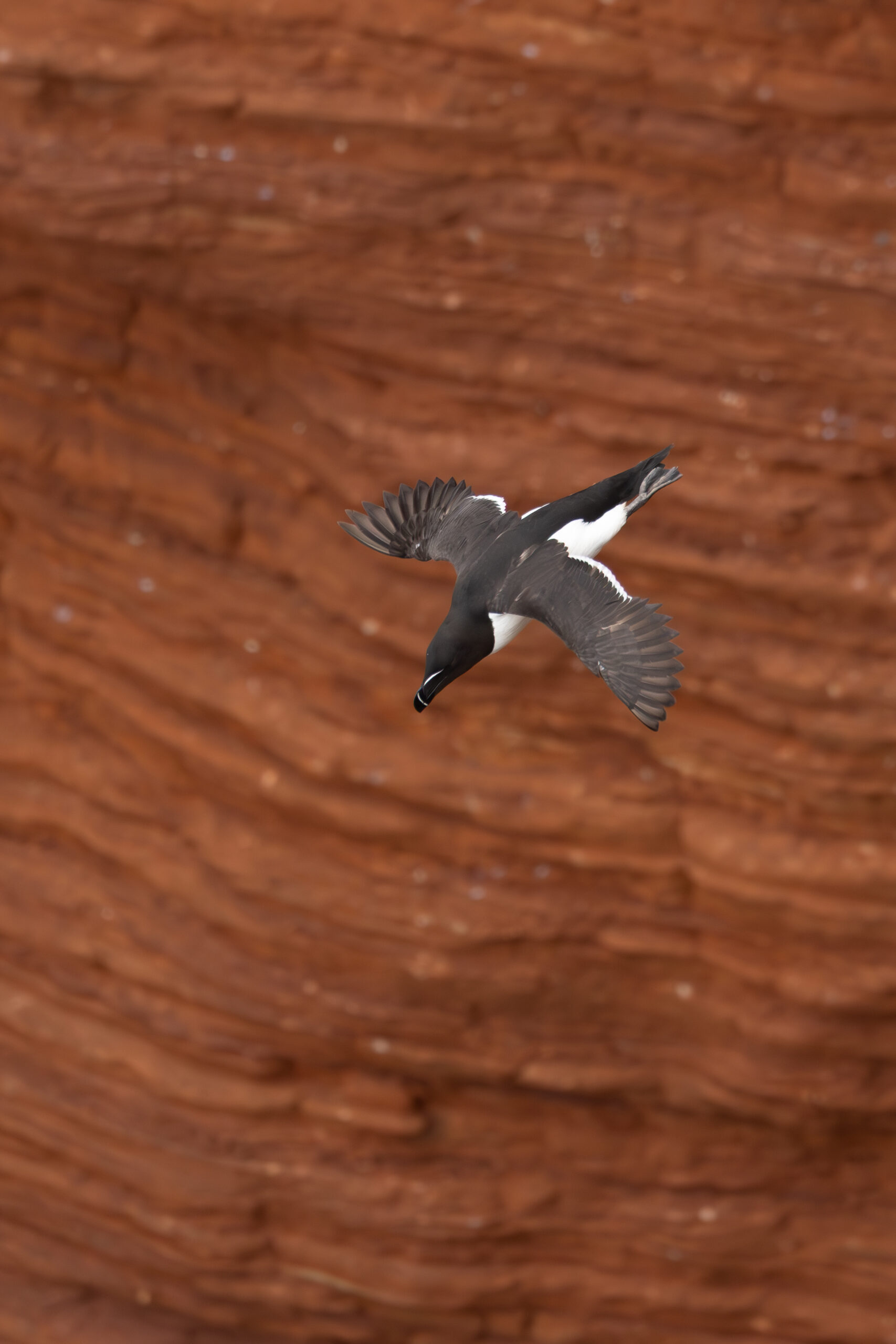 Tordalk am Abflug