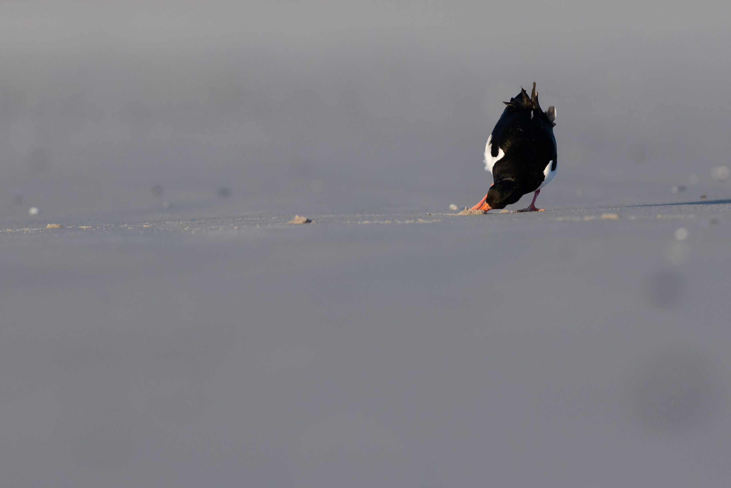 Austernfischer auf der Jagd