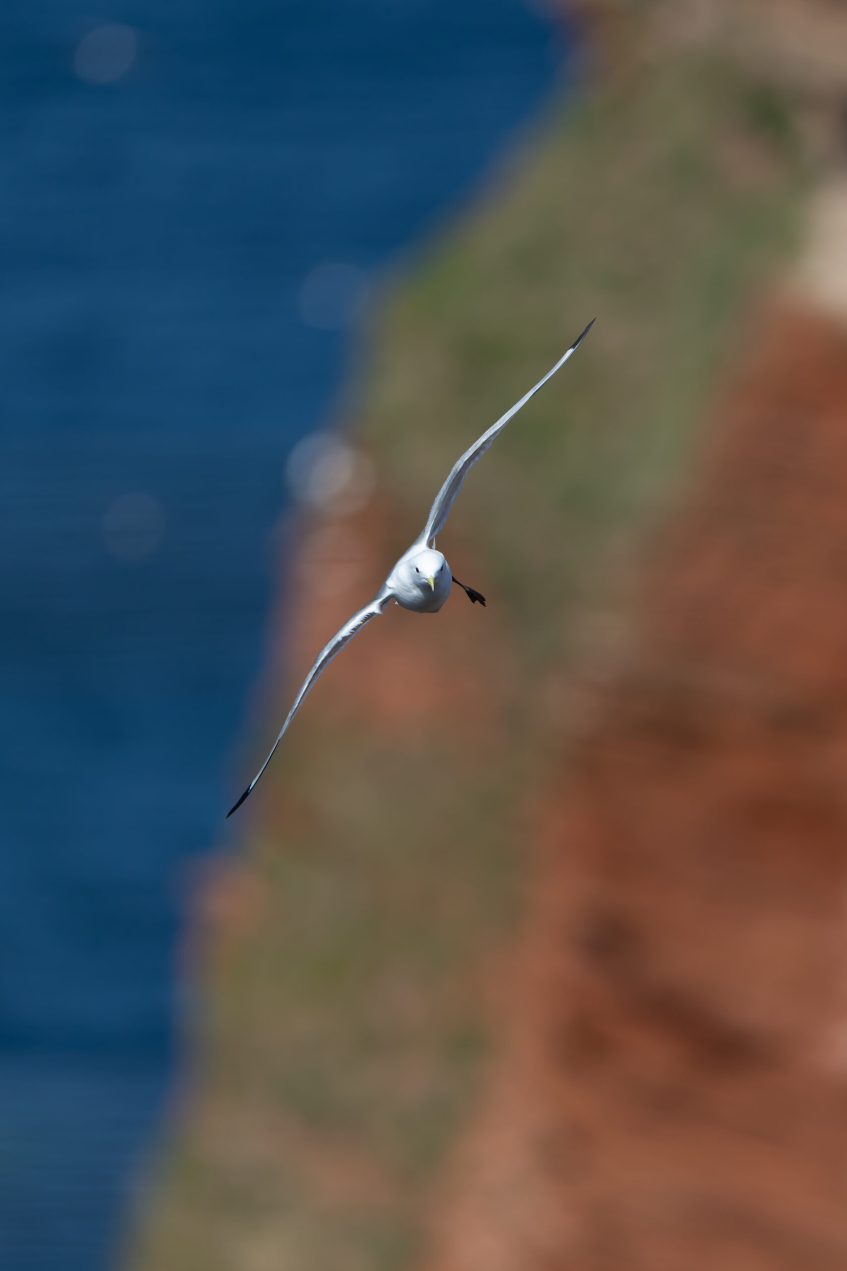 Dreizehenmöwe im Anflug