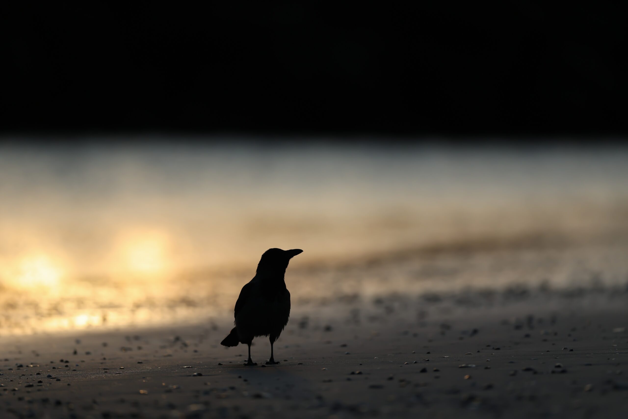 Rabenkrähe in Abenddämmerung