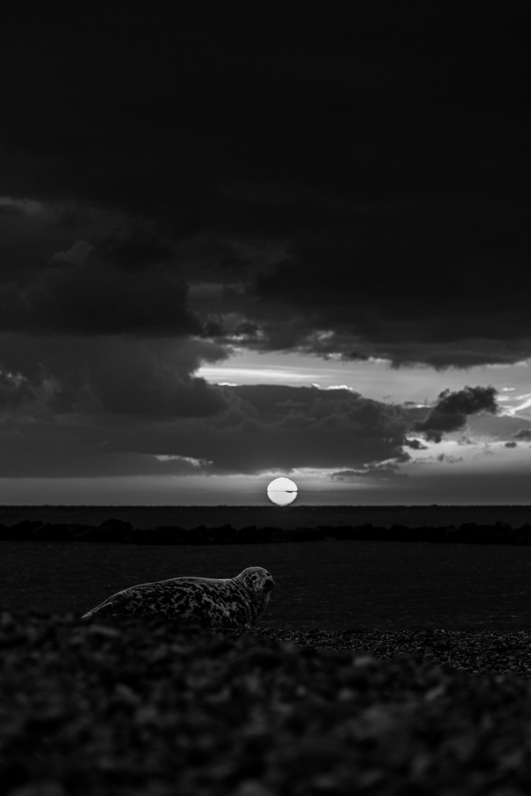 Kegelrobbe im Sonnenuntergang