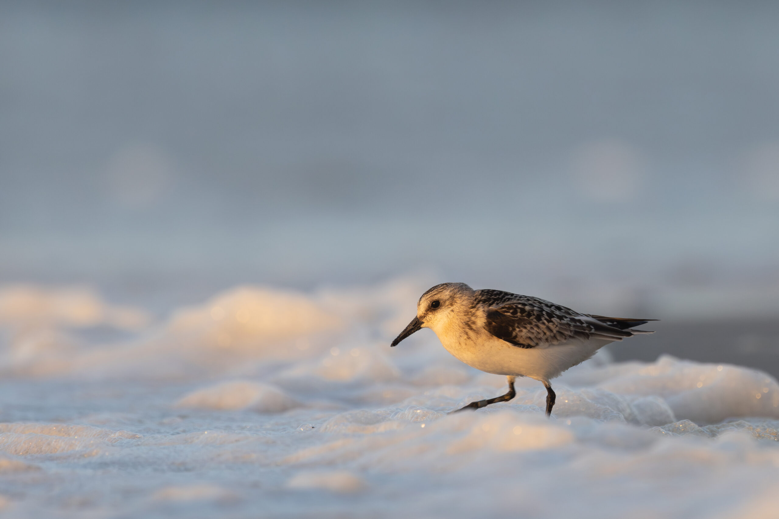 Sanderling im Schaumbad